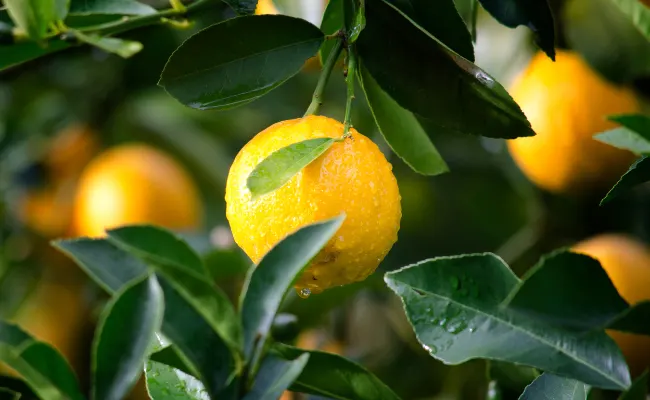 Lemon